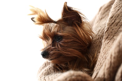 Photo of Woman holding cute Yorkshire terrier, closeup. Happy dog