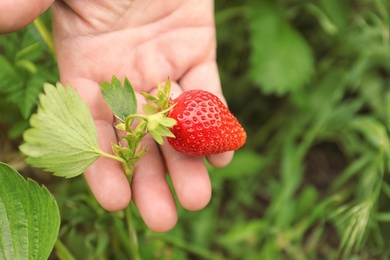 Farmer with ripening strawberry in garden