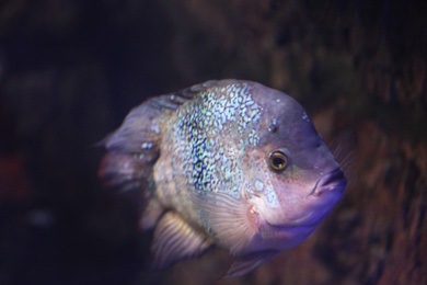 Shiny piranha fish swimming in clear aquarium, closeup