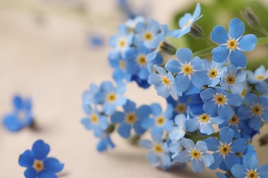 Beautiful Forget-me-not flowers as background, closeup view