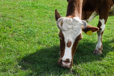 Photo of Beautiful cow grazing in green field. Farm animal