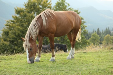 Beautiful horse grazing on green pasture. Lovely pet