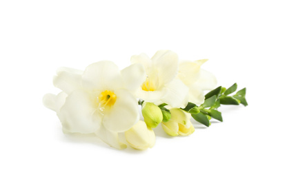 Beautiful tender freesia flowers on white background