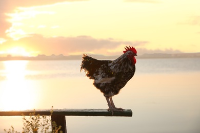 Photo of Big domestic rooster on bench near river at sunrise. Morning time