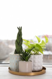 Photo of Beautiful Aloe with Sansevieria and Scindapsus in pots on white wooden windowsill. Different house plants
