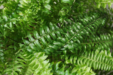 Beautiful fresh fern leaves, closeup. Floral background