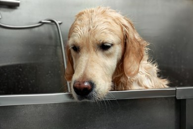 Cute dog in bathtub at grooming salon