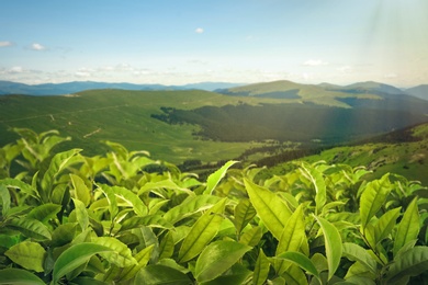Tea plantation. Plants with fresh green leaves, closeup
