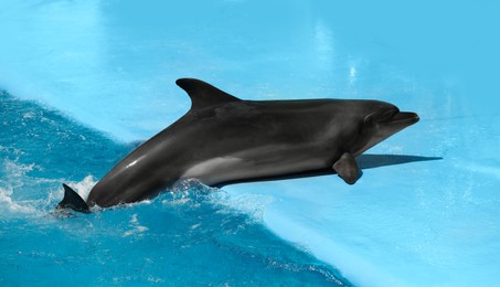 Dolphin near pool at marine mammal park