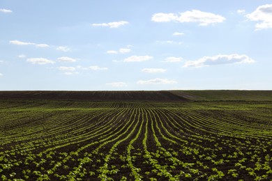 Photo of Agricultural field with sunflower seedlings on sunny day