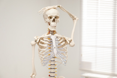Artificial human skeleton model near window indoors
