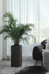 Beautiful green houseplant and comfortable sofa near window in living room. Interior design