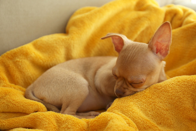 Cute Chihuahua puppy sleeping on yellow blanket. Baby animal