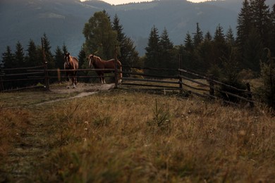 Beautiful view of horses near wooden fence in mountains