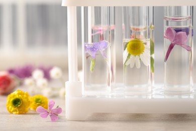 Test tubes with different flowers on white wooden table, closeup. Essential oil extraction