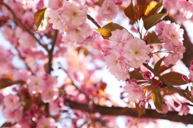 Delicate spring pink cherry blossoms on tree outdoors, closeup. Space for text
