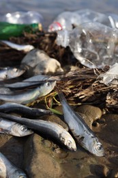 Dead fishes and trash near river. Environmental pollution concept