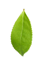 Green leaf of tea plant isolated on white