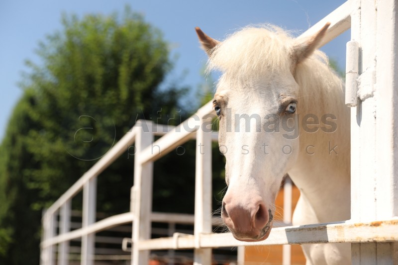 Photo of White horse in paddock on sunny day. Beautiful pet