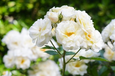 Beautiful white rose flowers blooming outdoors, closeup