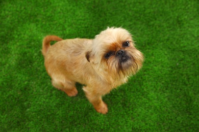Studio portrait of funny Brussels Griffon dog looking into camera on green grass