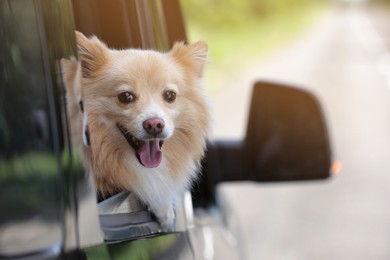 Cute dog peeking out car window, space for text