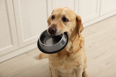 Photo of Cute hungry Labrador Retriever carrying feeding bowl in his mouth indoors