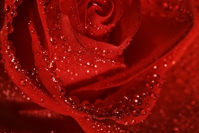 Closeup view of beautiful blooming red rose with dew drops as background