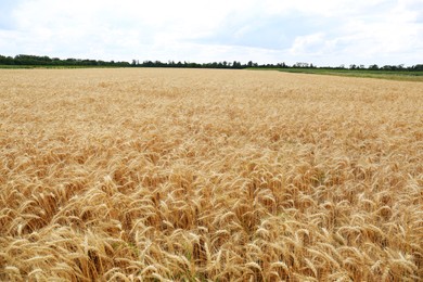 Beautiful view of agricultural field with ripe wheat spikes
