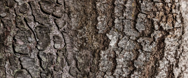 Image of Texture of tree bark as background, closeup view. Banner design