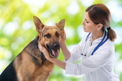 Professional veterinarian examining dog's ears against blurred green background