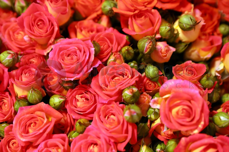 Beautiful fresh red roses as background, closeup. Floral decor