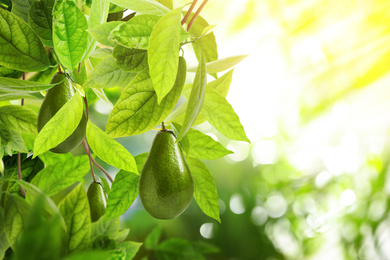 Fresh ripe avocados growing on tree outdoors, space for text 
