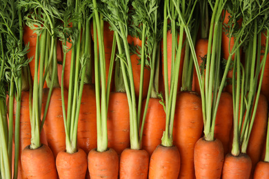 Fresh ripe carrots as background, top view