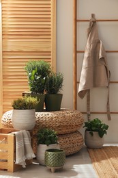 Different potted herbs in room. Interior design