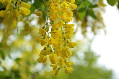 Blooming tree with tiny yellow flowers and rain drops in park, closeup view