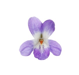 Beautiful wood violet on white background. Spring flower