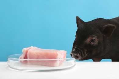 Lab grown pork in Petri dish on white table and pig against light blue background. Cultured meat concept 