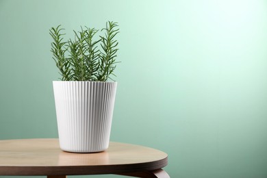 Photo of Aromatic green potted rosemary on wooden table indoors, space for text