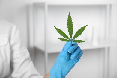 Scientist with hemp in office, closeup. Medical cannabis