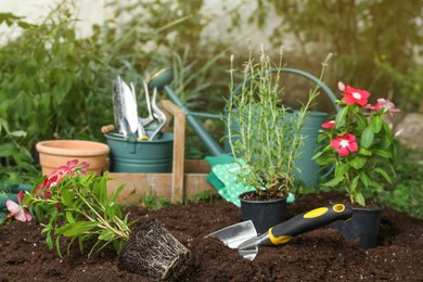 Different seedlings and gardening tools on soil outdoors