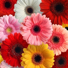 Many different beautiful gerbera flowers as background