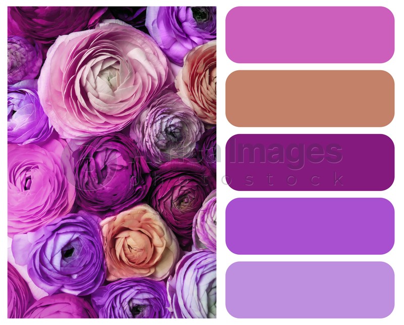 Color palette appropriate to photo of beautiful ranunculus flowers, closeup view