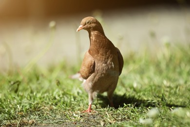 Beautiful brown dove on green grass outdoors, closeup