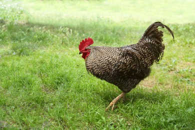 Photo of Beautiful rooster walking on yard in village
