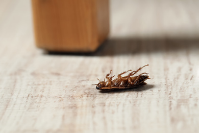 Dead brown cockroach on white wooden floor, closeup. Pest control