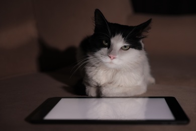 Cute cat near tablet on couch at home