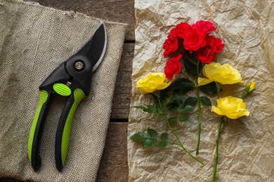 Secateur and beautiful roses on wooden table, flat lay