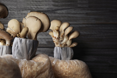 Photo of Oyster mushrooms growing in sawdust on dark wooden background. Cultivation of fungi