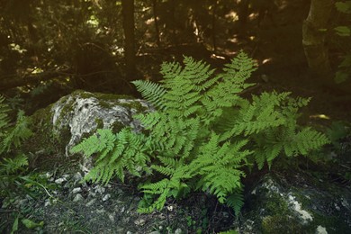 Beautiful green fern plant growing in forest